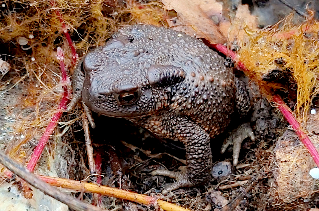 Crapaud commun assez jeune vu en plongée, de trois quart de profil, avec la glande  parotoïde gauche bien visible.