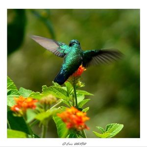 colibris79@diaspora-fr.org