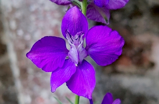 Voir la photo Dauphinelle d'Ajax - Delphinium ajacis L