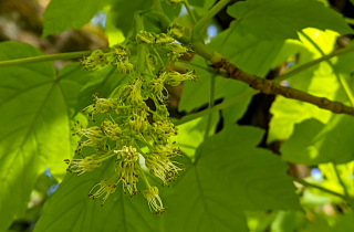 Fleurs d'Érable-sycomore - Acer pseudoplatanus L