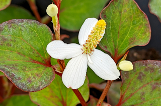 Botanique