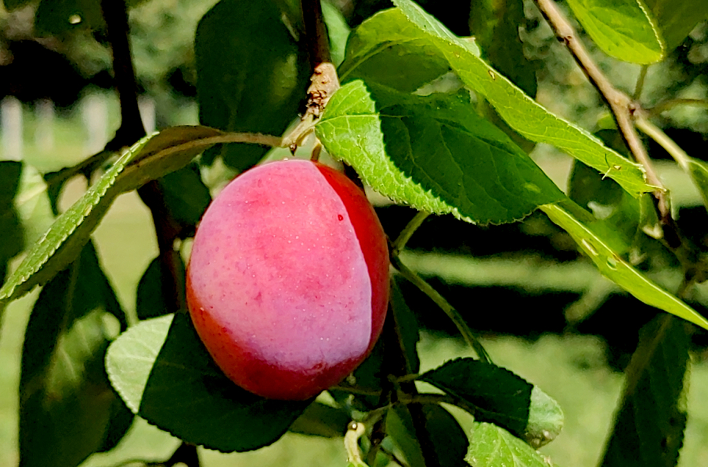 Dessert en devenir - prune.jpg