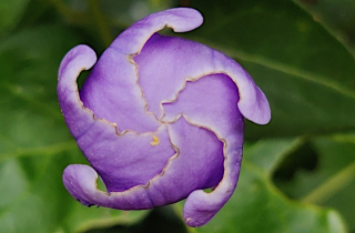 Bouton en spirale d'une grande pervenche (Vinca major)
