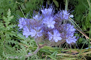 Botanique
