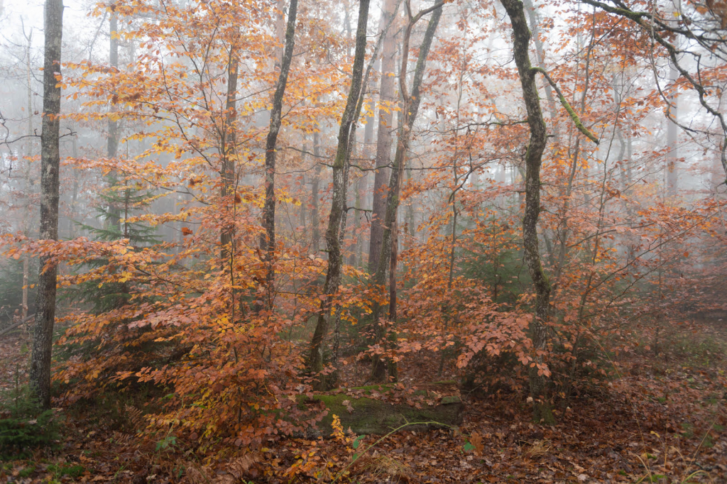 Mémoire des forêts