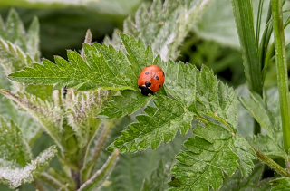 Coccinelle endormie sur feuille d'ortie (Coccinella septempunctata Linnaeus)