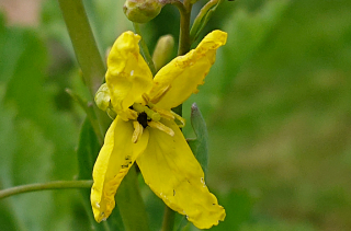 Chou Daubenton - Brassica oleracea var. Ramosa