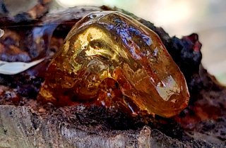 photo/ebfa2498-2615-4fae-8925-e1520a67fb86-3