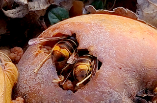 Entrer à deux, dans le dessert