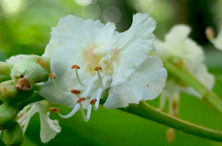 Fleur sur inflorescence de marronnier d'inde (Aesculus hippocastanum L)