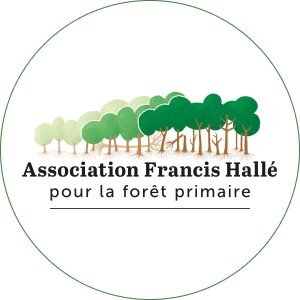 Asso_FHalle_ foret_primaire