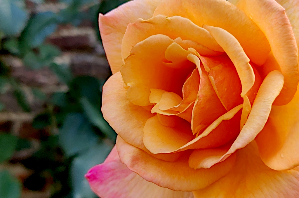 Rose sur briques.jpg